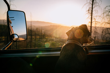 Dog looking at a sunset in an rv - obrazy, fototapety, plakaty