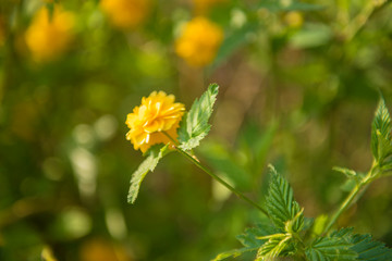 yellow flower