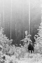 European moose in the middle of the primeval forest. Male moose in spring in the green forest looks straight ahead. Sighting of wild animals and tourism. Bialowieza Forest ecotourism tour