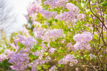 Lilac flowers in the garden