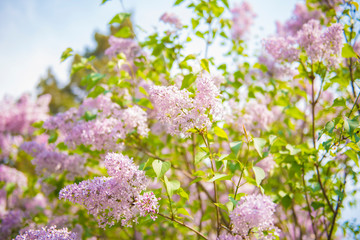Obraz premium flowers in the garden