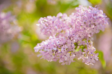 Lilac flowers in the garden