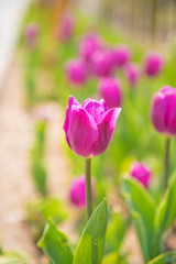 tulips in the garden