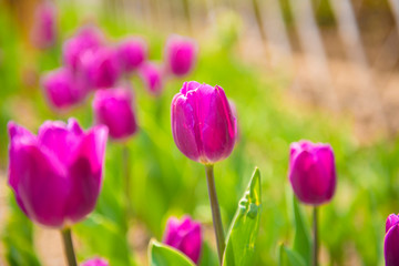 tulips in the garden