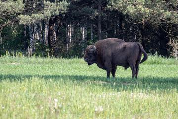 European bison in the bialowieza forest, ecotourism and nature photography, bison male in the green of the primeval forest