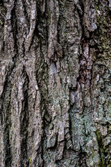 Old bark of linden