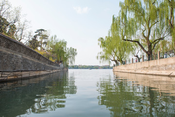 Fototapeta premium willow trees over the river