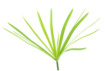 cyperus green plant isolated white background with clipping path