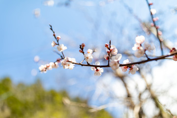 梅