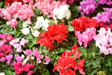 Colorful flowers on beautiful medieval streets of Bergamo, Lombardy, Italy.