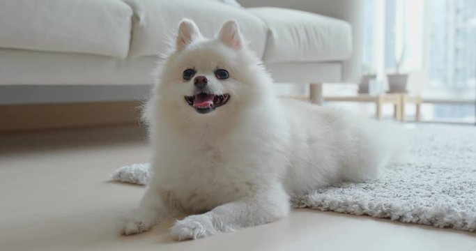 White pomeranian dog at home