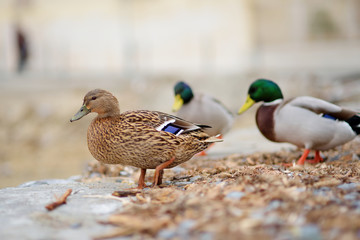 Ducks in small marina of Vernazza, one of the five centuries-old villages of Cinque Terre, located on rugged northwest coast of Italian Riviera.