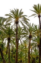 Fototapeta na wymiar Palm trees background isolated