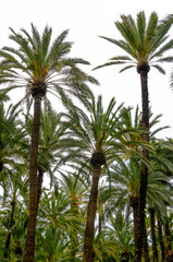 Fototapeta na wymiar Palm trees isolated on white