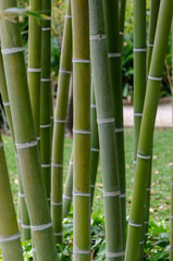 Bamboo stalk on a garden