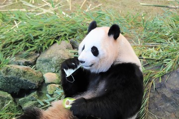 Obraz premium ジャイアントパンダ