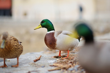 Ducks in small marina of Vernazza, one of the five centuries-old villages of Cinque Terre, located on rugged northwest coast of Italian Riviera.
