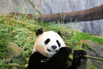 Fototapeta premium ジャイアントパンダ