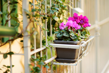 Beautiful flowers on the streets of Riomaggiore, the largest of the five centuries-old villages of Cinque Terre, Italian Riviera, Liguria, Italy.