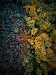 Naklejka na ściany i meble foto de bosque hecha con dron pro