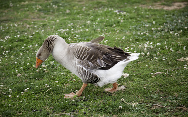 Goose on farm