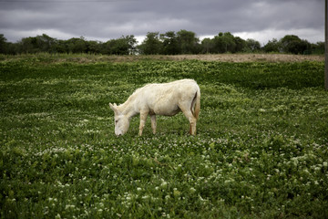 Obraz premium Donkeys on farm