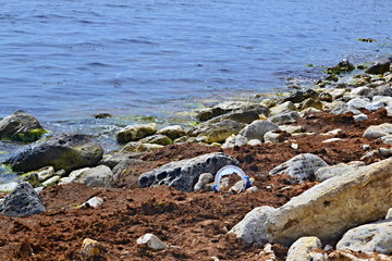 Polluted coastline with plastic, polyethylene, plastic bottles and trash, environmental issues, massive pollution of the oceans and seas, ecological disaster of the 21st century