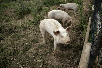 Pigs on farm