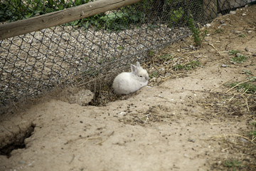 Rabbit angora farm