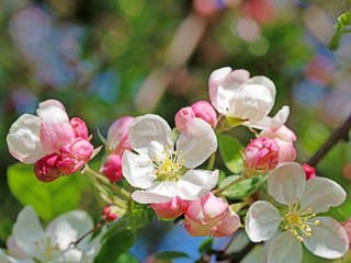 Fototapeta na wymiar Blühender Apfelbaum im Frühling