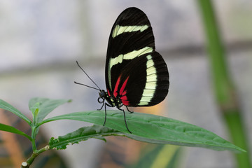 Hewitsons longwing, Heliconius hewitsoni