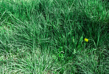 Spring grass with flowers. Beautiful day.