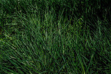 Spring grass with flowers. Beautiful day.