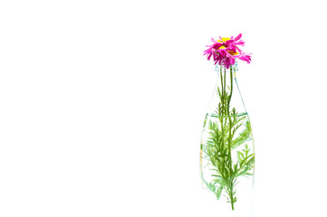 flowers in glass bottle on white background