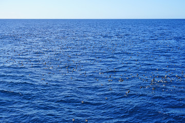 Giant flock of birds feeding at the surface of the ocean with whales underneath in the Bay of Islands, New Zealand