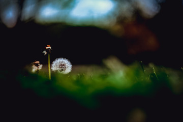 Three dandelions over green dark foreground and background in a public garden in Pamplona, Spain