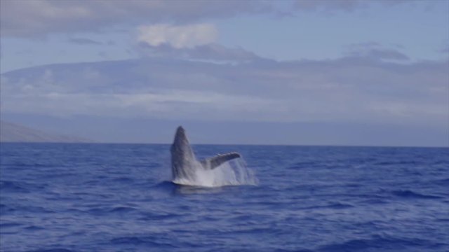 Humpback Whale Breeching Slow Motion
