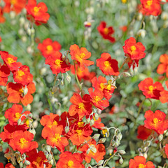 Blühende Sonnenröschen, Helianthemum