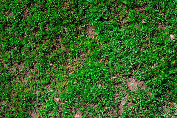 Spring grass with flowers. Beautiful day.