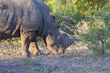 Fototapeta premium oiseau piqueboeuf sur un hippopotame en Afrique du Sud