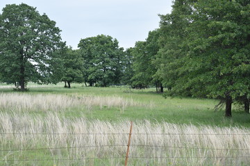 Fototapeta na wymiar Pasture and Field