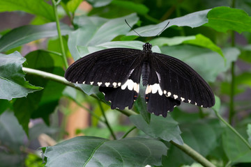 Fototapeta premium Common mormon, Papilio polytes