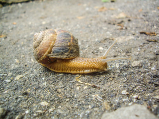 Closeup big snail crawling on road, summer day in garden. Large brown garden snail. Macro nature photography. Concept for gardening, planting, background.