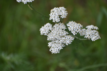 Wooly Yarrow
