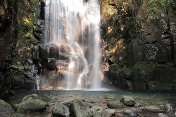 Fototapeta na wymiar 桑の木の滝