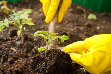 Closeup of woman's hands in yellow gloves planting a seedling in ground. Work in the garden in spring