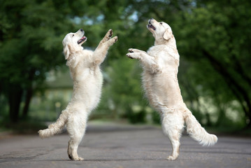 two dogs dancing on the street in summer