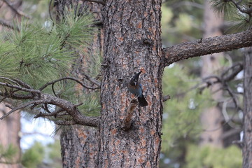 Geai de Steller, Steller's Jay, Cyanoctita stelleri , bryce canyon