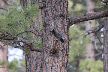 Geai de Steller, Steller's Jay, Cyanoctita stelleri , bryce canyon