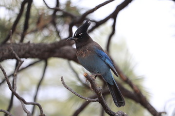 Geai de Steller, Steller's Jay, Cyanoctita stelleri , bryce canyon